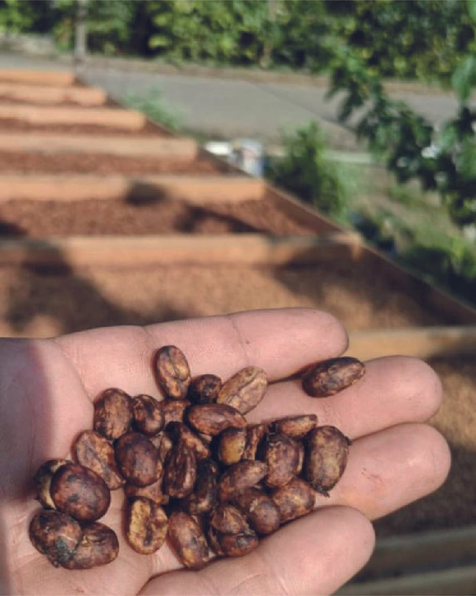 VERACRUZ - VANESSA Y DAVID