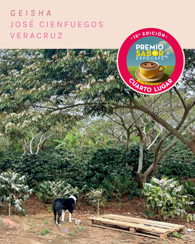 GEISHA - VERACRUZ