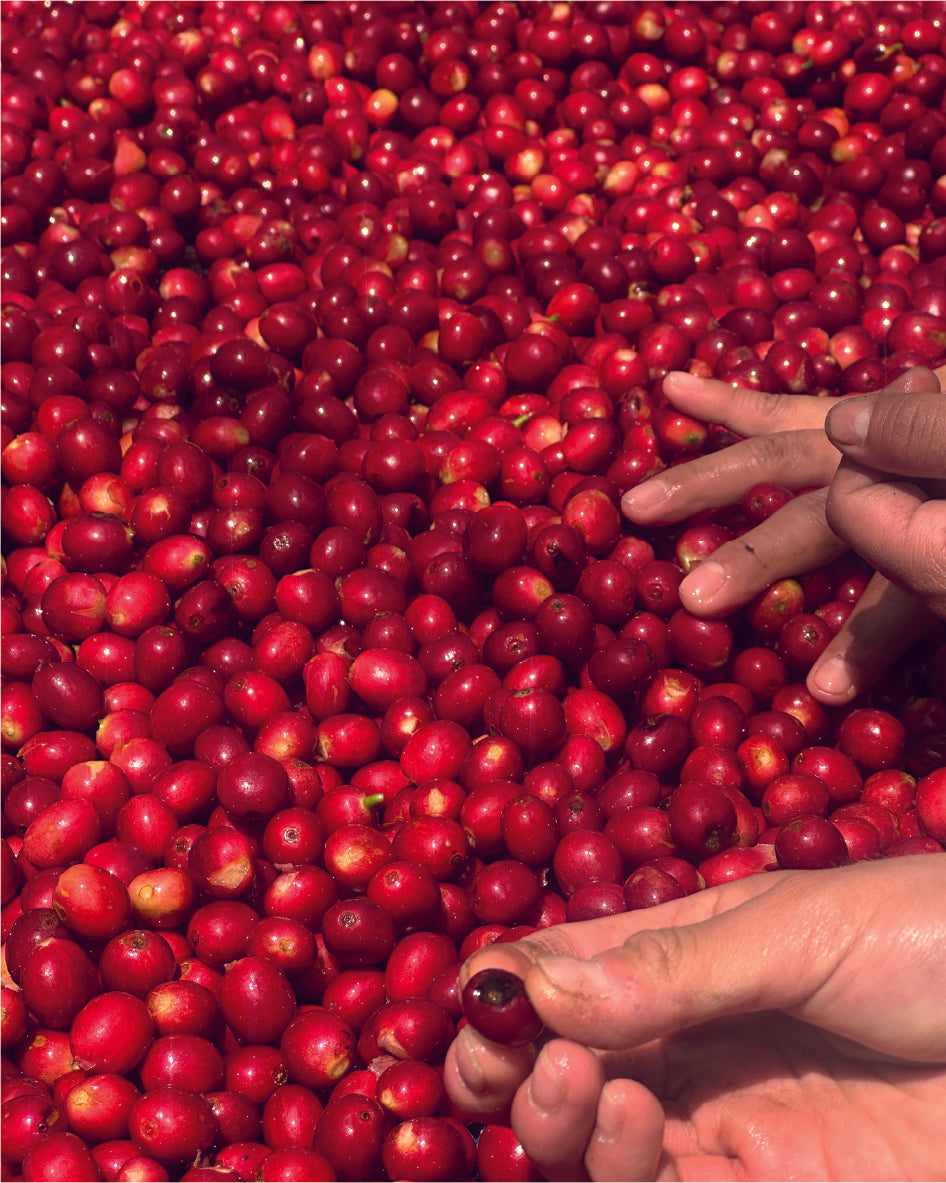 GEISHA - MONTZE Y JUAN