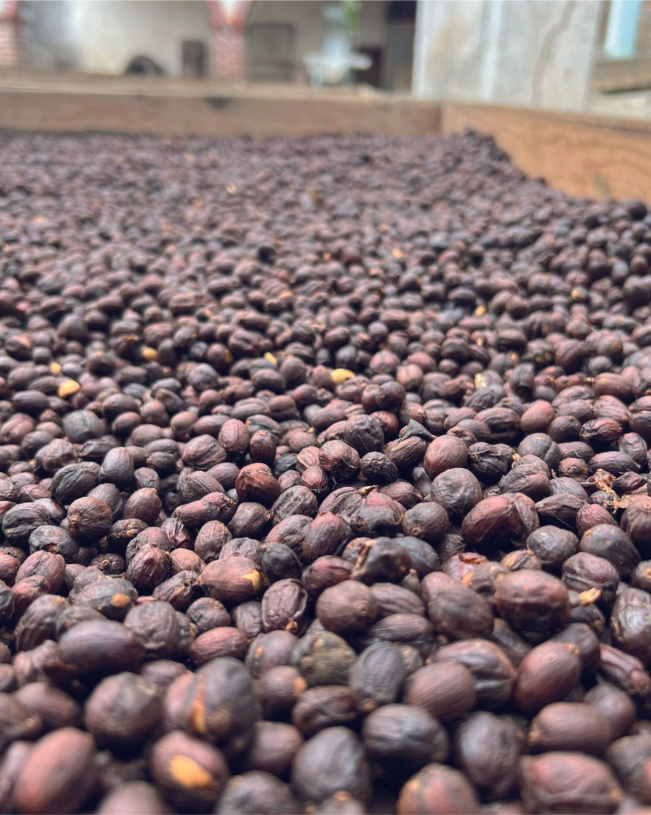 GUERRERO - MARCO CADENA